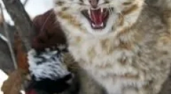 Далечна източна котка: дива амур красив